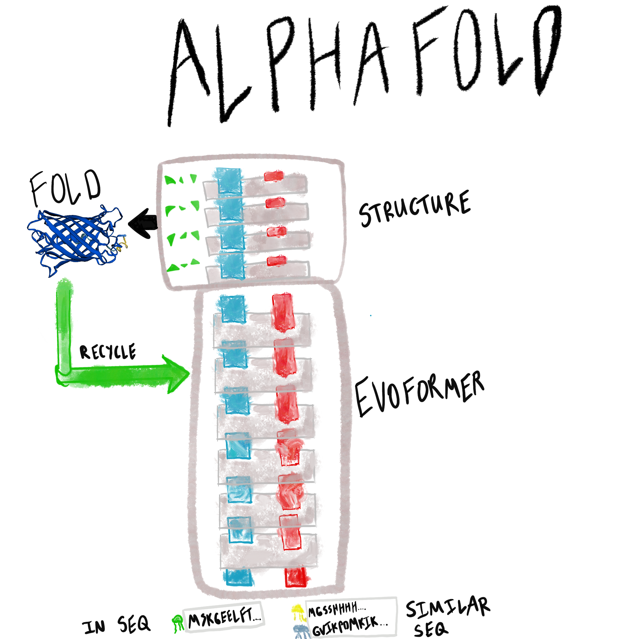 AlphaFold architecture. Input sequence (and evolutionarily similar sequences) flow into the Evoformer, which converts them into pair and MSA representations (respectively). Structure module emits a folded structure. Recycling enables multiple passes.