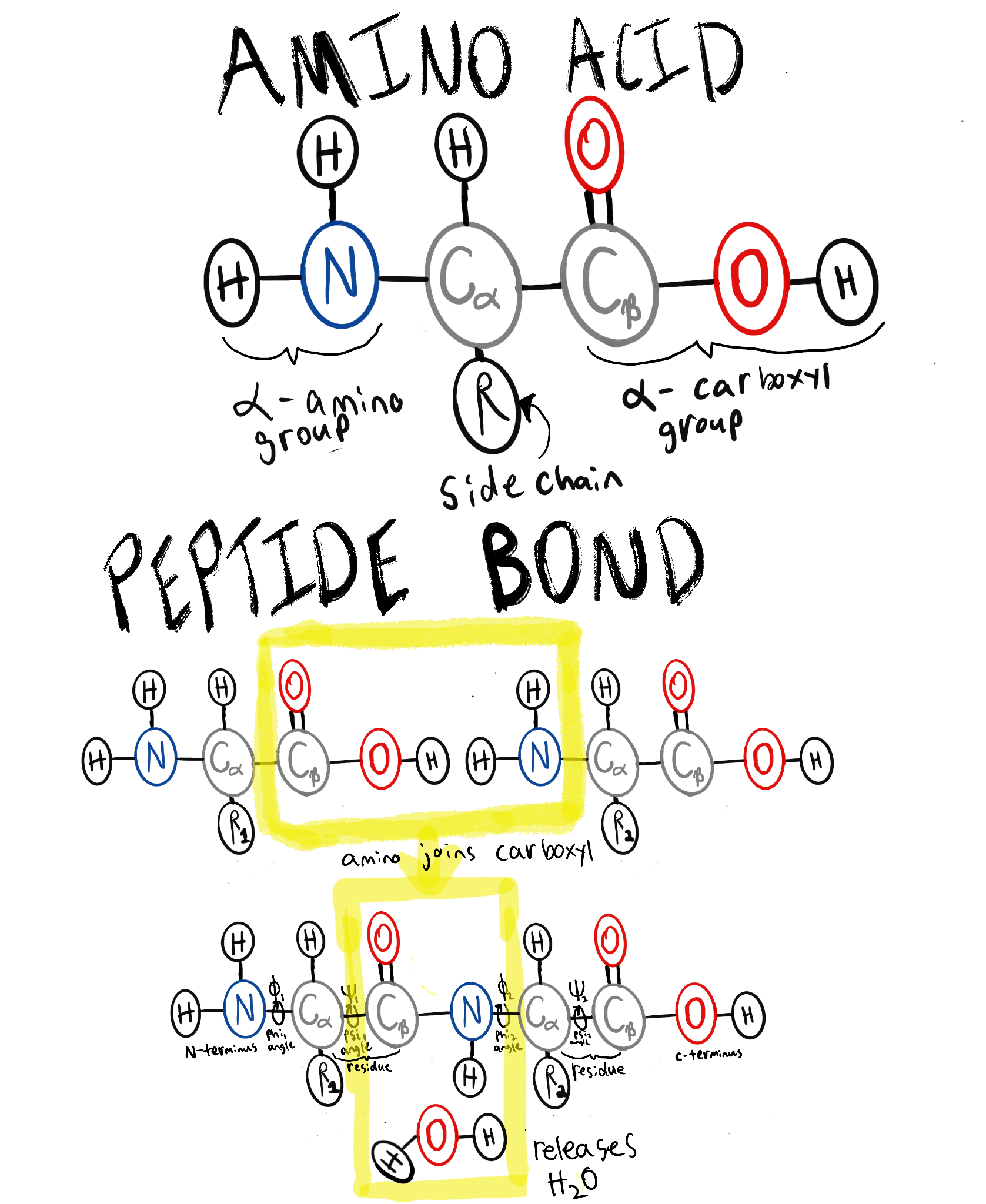 Amino Acid and Peptide bond. The amino acid has an amino group and a carboxyl group joined by an alpha carbon atom to an amino-acid specific side-chain. Amino acids form peptide bonds by joining the amino group of one acid to the carboxyl group of another acid, and releasing H20.