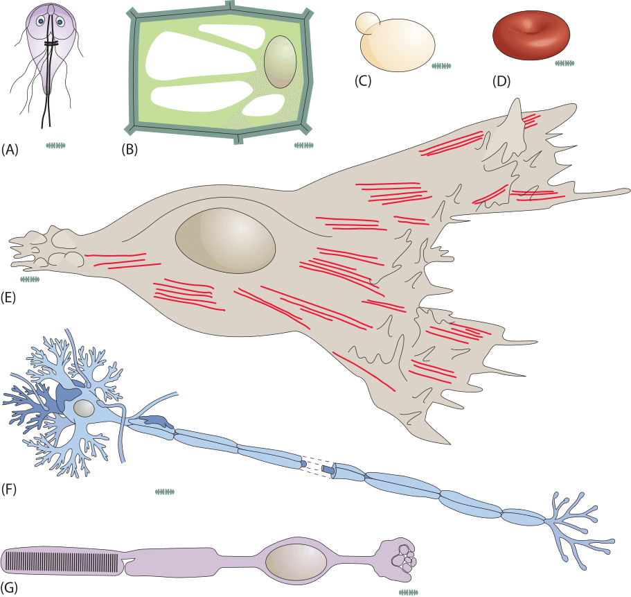 Cartoon of different Eukaryotes