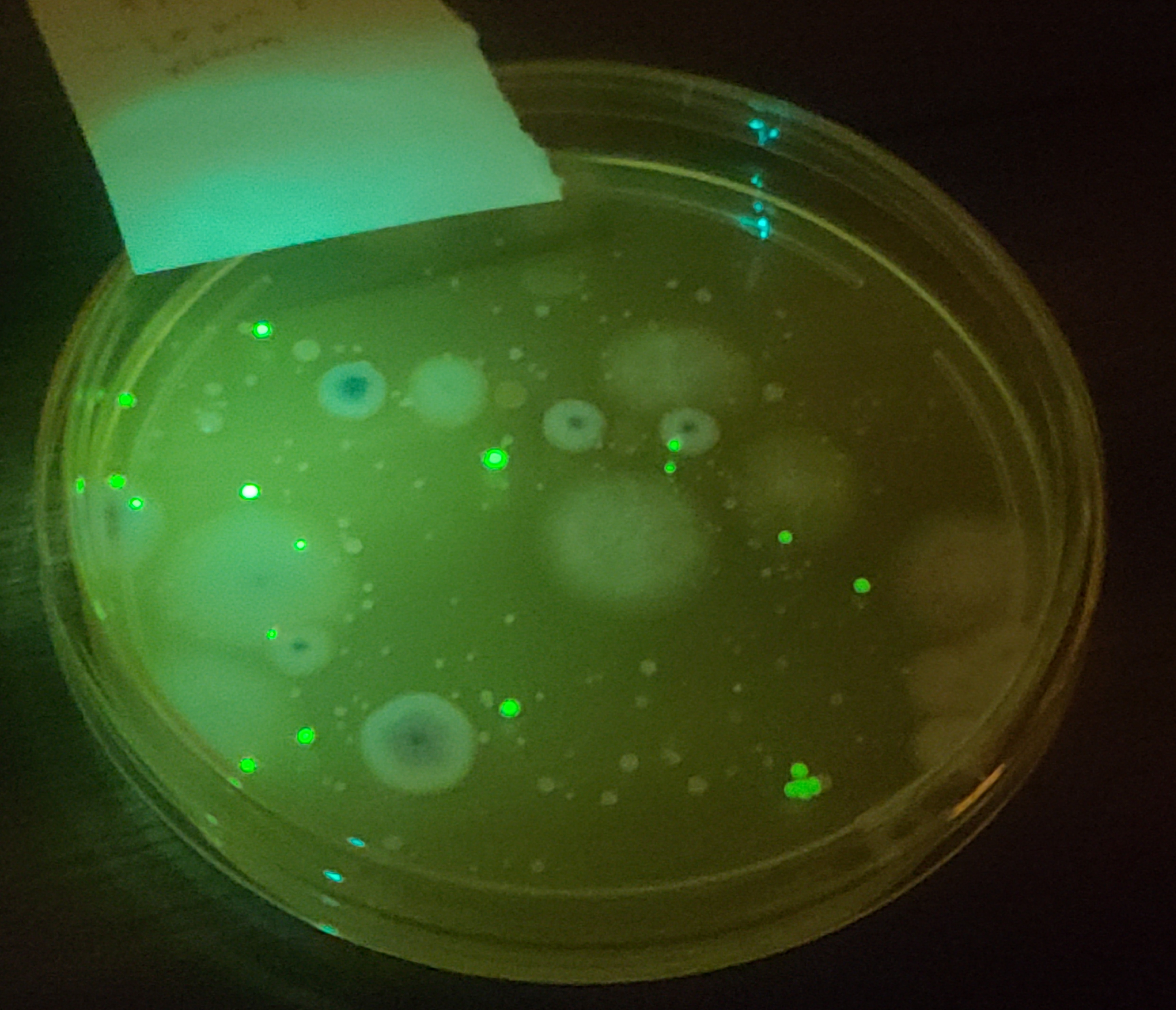 Variant 2 after culturing: Less successful *E. coli* strain produced a small amount of GFP