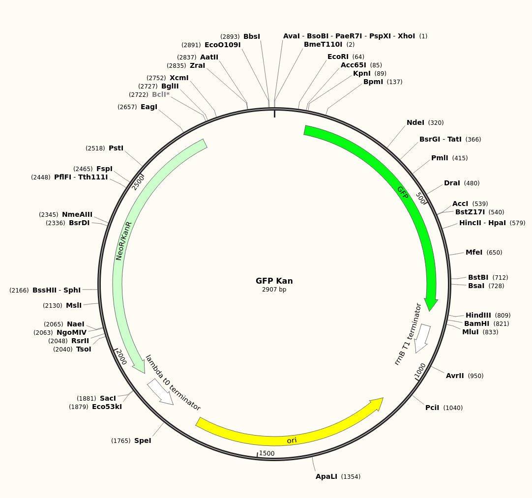 SnapGene viewer of the plasmid inserted.