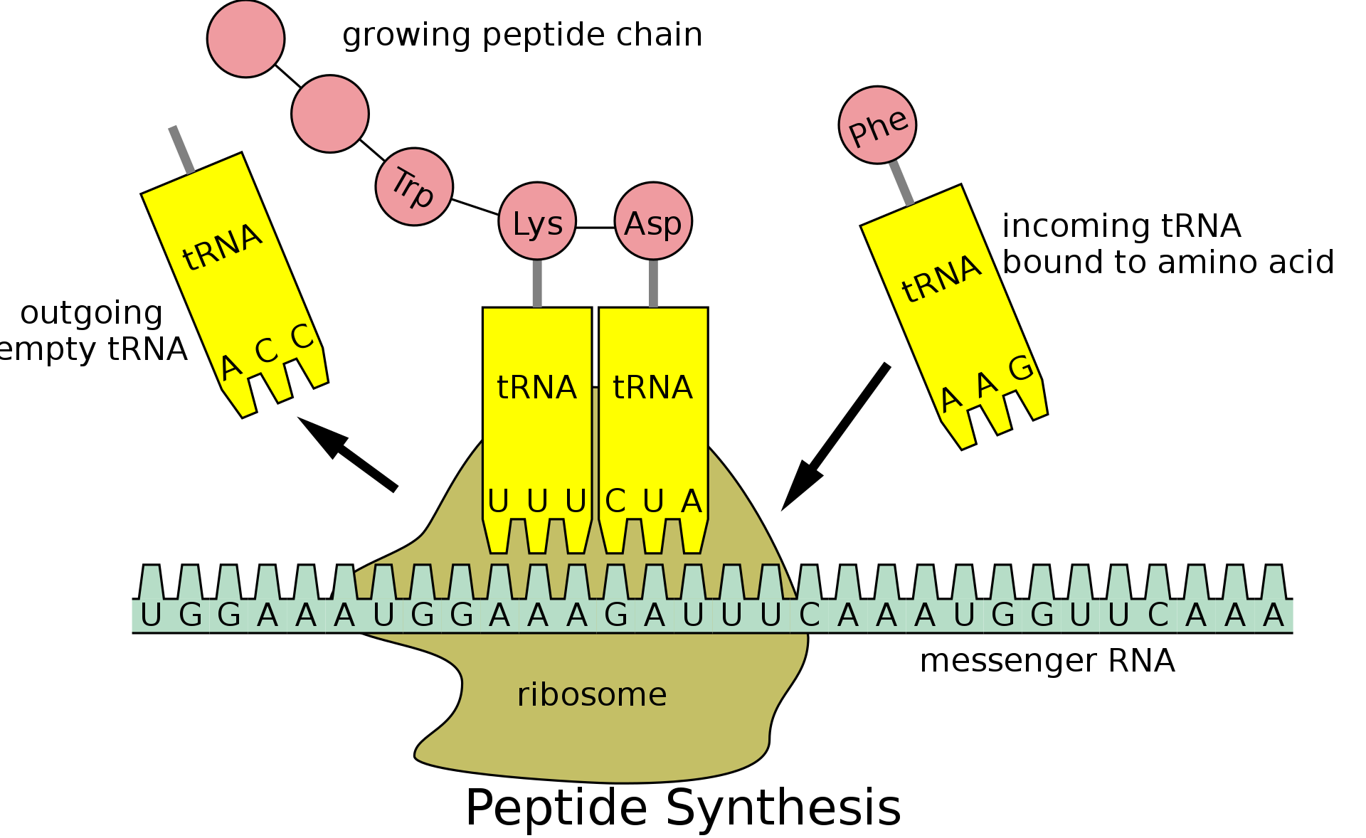 Cartoon of a Ribosome building a peptide chain