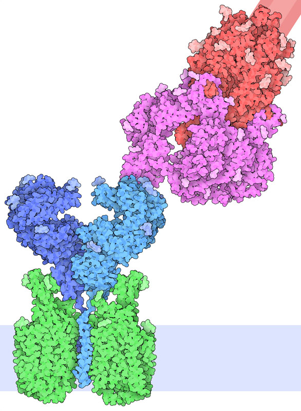 The spike protein binding to an ACE2 receptor
